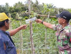 TNI dan Warga Bersinergi Kembangkan Budidaya Kacang Panjang
