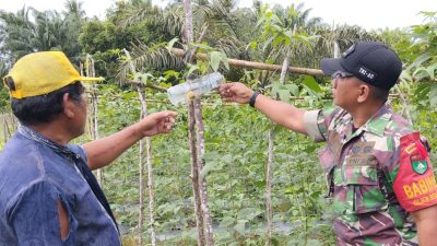 TNI dan Warga Bersinergi Kembangkan Budidaya Kacang Panjang