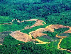 KLH Identifikasi Hutan di Aceh Dibuka untuk Sawit dan Tambang Ilegal