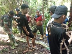 Tragis Pasutri Diserang Piton 7 Meter di Lutim Berujung Suami Tewas Dililit